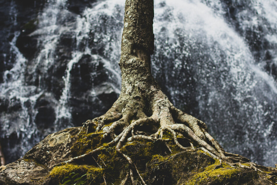 A tree root struggles to retain a foothold amid falling water.