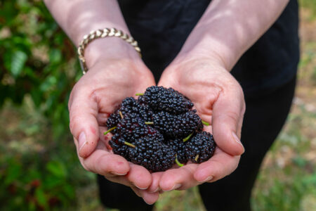 A woman holds a bowl of ripe mulberries.